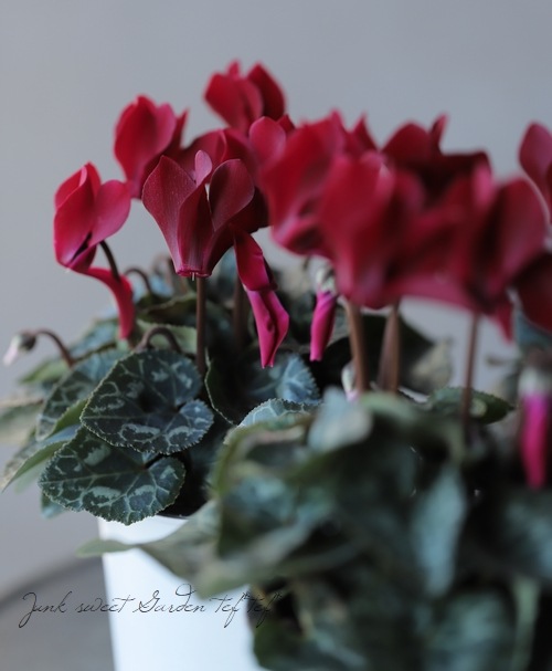 ڷڰ ǥ󥷥󡡡إ祳