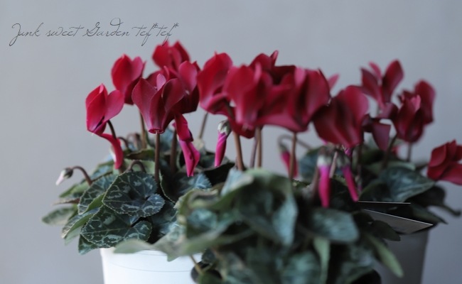 ڷڰ ǥ󥷥󡡡إ祳