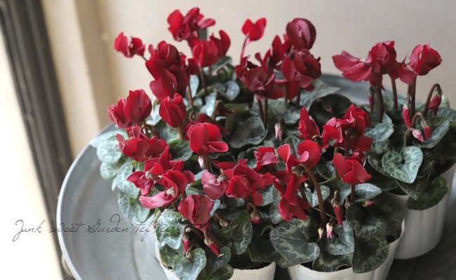 ڷڰ ǥ󥷥󡡡إ祳