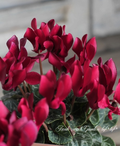 ڷڰ ǥ󥷥󡡡إ祳