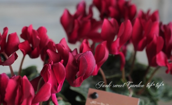 ڷڰ ǥ󥷥󡡡إ祳