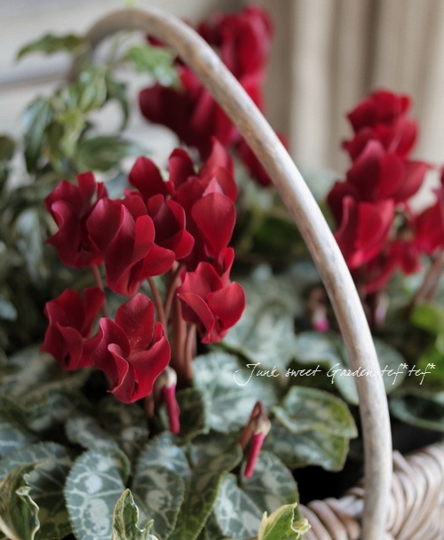 ڷڰ ǥ󥷥󡡡إ祳