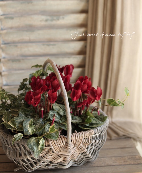 ڷڰ ǥ󥷥󡡡إ祳