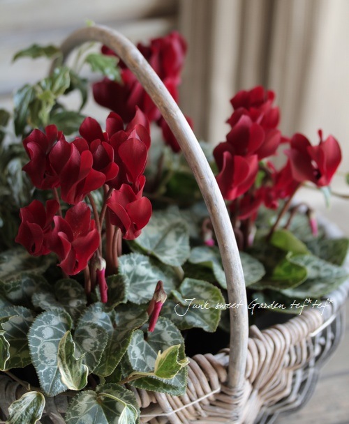 ڷڰ ǥ󥷥󡡡إ祳