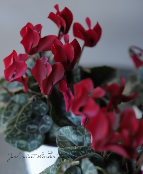 ڷڰ ǥ󥷥󡡡إ祳