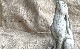 �ڻ��ߡ� �ѹ�SPARTA STATUES ��Moon Gazing Hare�� �����ǥ󥪡��ʥ���