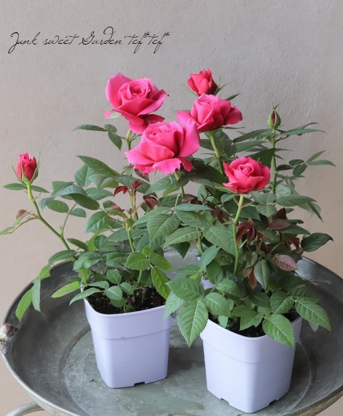 ミニバラ 『ピンク・ロサアロマ』 | すべての商品 | | Junk sweet
