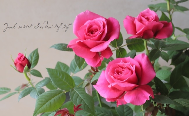 ミニバラ 『ピンク・ロサアロマ』 | すべての商品 | | Junk sweet