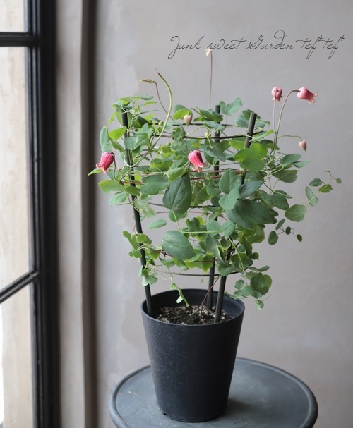 新着商品 壺型クレマチス桃割 6号鉢 希少品種✨️可愛い♥ 花 花