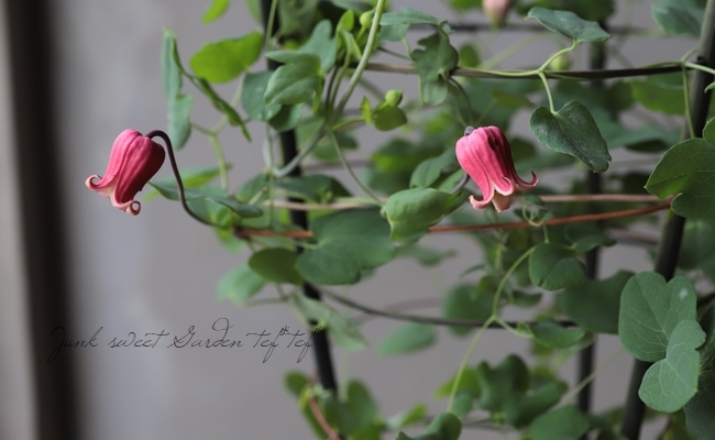 壺形クレマチス　テキセンスワイン❤️希少✨️　竹行灯仕立て　送料無料 壺形クレマチス テキセンスワイン❤️希少✨️ 竹行灯仕立て