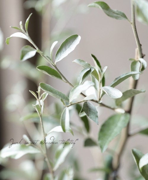 ����С��꡼�դΥ��ߤ��ڡ��إ������󥪥꡼�֡�