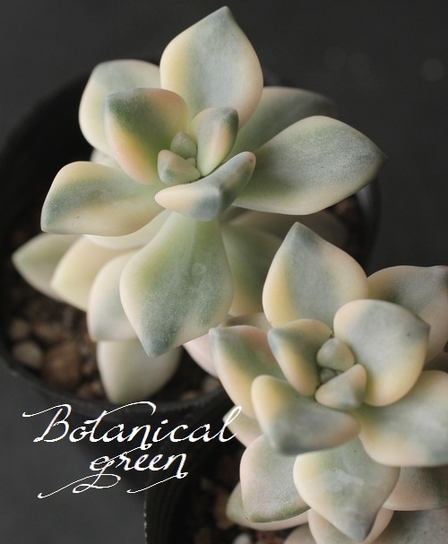 多肉植物】 アプリコット美人 『ティテュバンス錦』 斑入り エケベリア