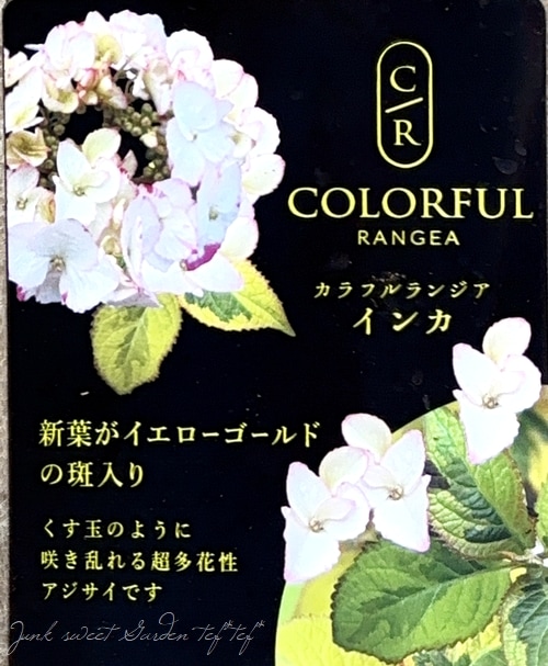 斑入り紫陽花 『インカ』 超多花性！ | すべての商品 | | Junk sweet