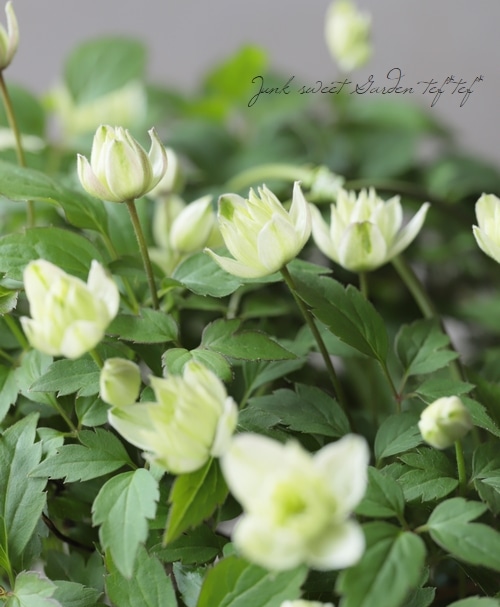 八重モンタナ系クレマチス 『グリーンアイズ』 | すべての商品