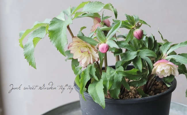 三浦孝之氏・クリスマスローズ 『アプリコット系アップル（Fairies