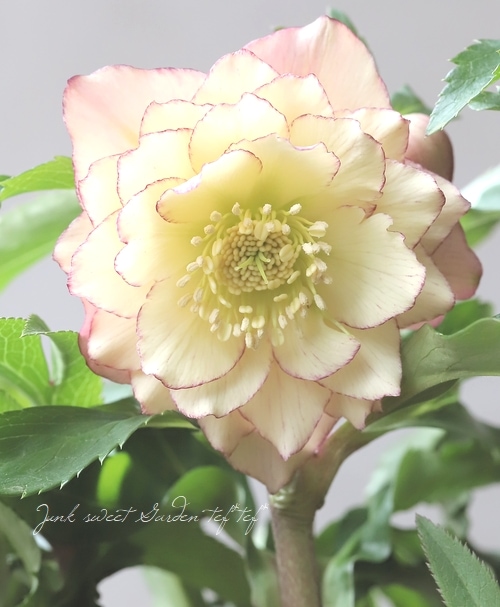 6_000000020747.jpg?1708605940