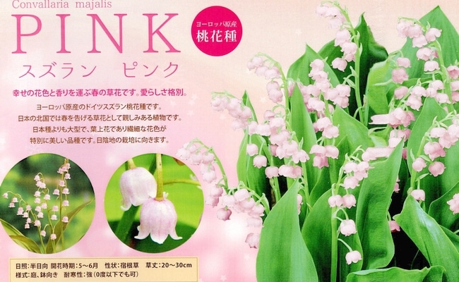 球根植物】 ドイツスズラン 『ピンク』 | すべての商品 | | Junk sweet
