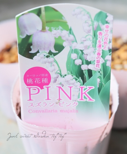 球根植物】 ドイツスズラン 『ピンク』 | すべての商品 | | Junk sweet