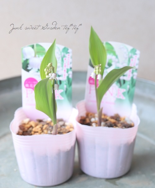 球根植物】 ドイツスズラン 『ピンク』 | すべての商品 | | Junk sweet