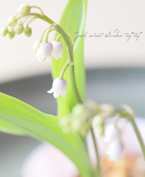 球根植物】 ドイツスズラン 『ピンク』 | すべての商品 | | Junk sweet