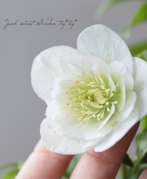 クリスマスローズ 『ホワイトピコティーダブル』【No.C】 | すべての