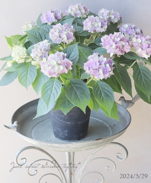 小内園芸さん】てまり咲き紫陽花 『てててまり』 レインボー | Flower