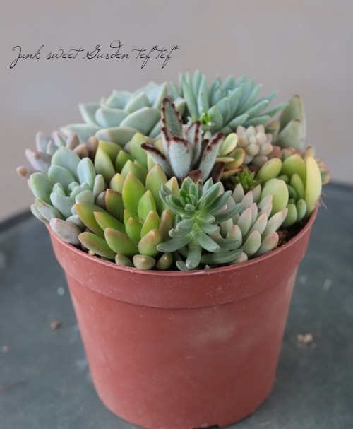 多肉植物】 MIX植え 【NO.O】 | すべての商品 | | Junk sweet Garden