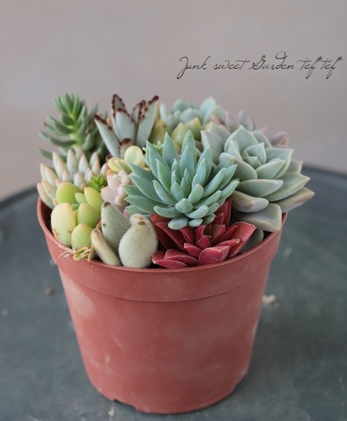 多肉植物】 MIX植え 【NO.O】 | すべての商品 | | Junk sweet Garden