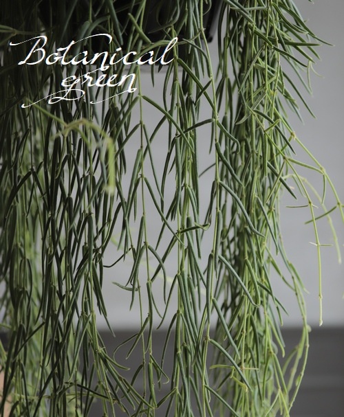 観葉植物】 ホヤ 『リネアリス』 | すべての商品 | | Junk sweet