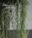 �ڴ��տ�ʪ�� �ۥ䡡�إ�ͥ��ꥹ�١�