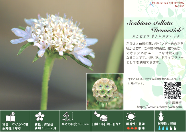 スカビオサ 『ドラムスティック』 | すべての商品 | | Junk sweet