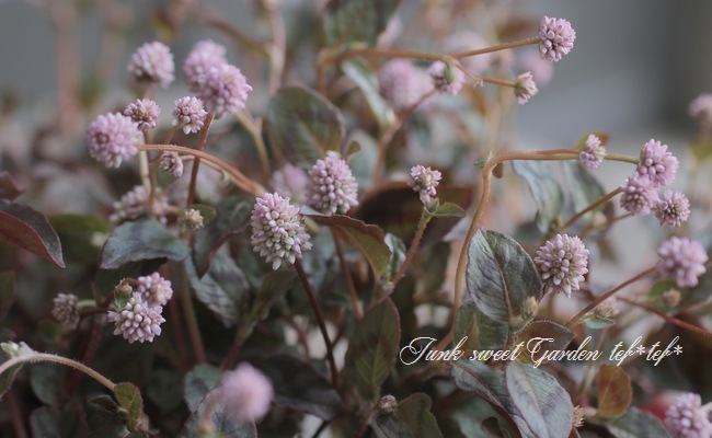 ポリゴナム 『ヒメツルソバ』 ぽんぽん桃花 | すべての商品