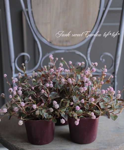 ポリゴナムご相談 ポリゴナム 『ヒメツルソバ』 ぽんぽん桃花 | すべての商品