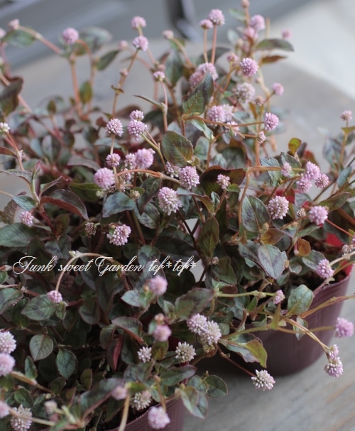 ポリゴナムご相談 ポリゴナム 『ヒメツルソバ』 ぽんぽん桃花 | すべての商品