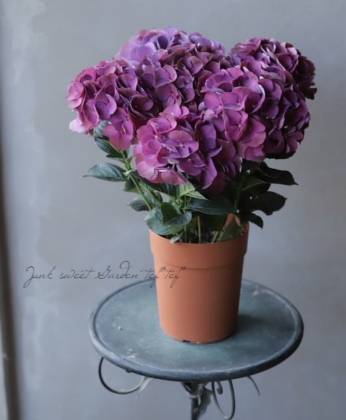 �ڱ�����ݥ��ꥸ�ʥ�� �����ϻ��۲֡��إ������󥺥֥�å���