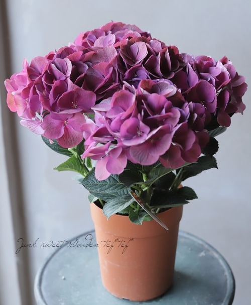 �ڱ�����ݥ��ꥸ�ʥ�� �����ϻ��۲֡��إ������󥺥֥�å���