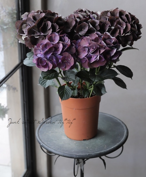 �ڱ�����ݥ��ꥸ�ʥ�� �����ϻ��۲֡��إ������󥺥֥�å���