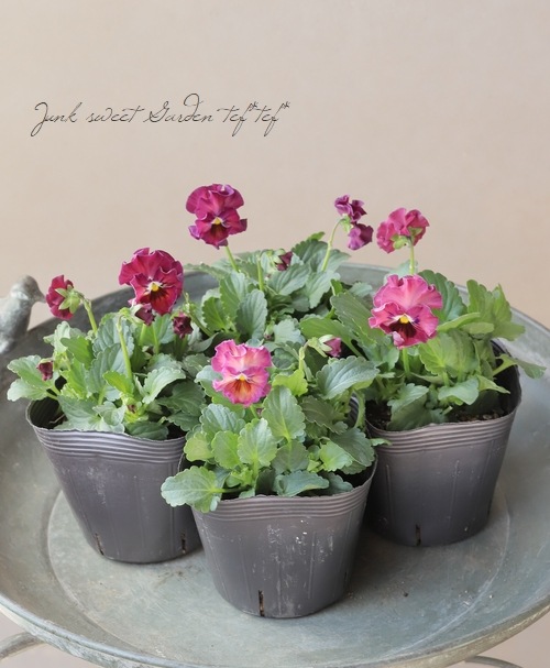 ߤȥӥ顡ؽդޤ Ѥ餭