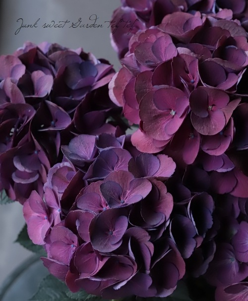 のの★薔薇と紫陽花　最高級綿100%セミダブル　クイーン仕立て直し 塩原園芸オリジナル】 秋色系紫陽花 『クイーンズブラック』 | すべて