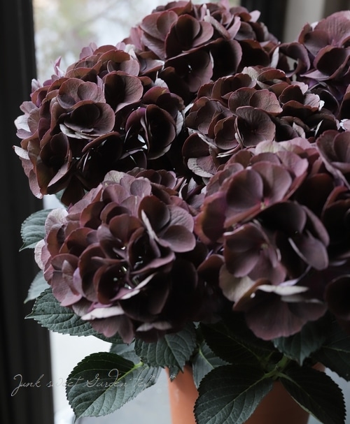 塩原園芸オリジナル】 秋色系紫陽花 『クイーンズブラック』 | すべて