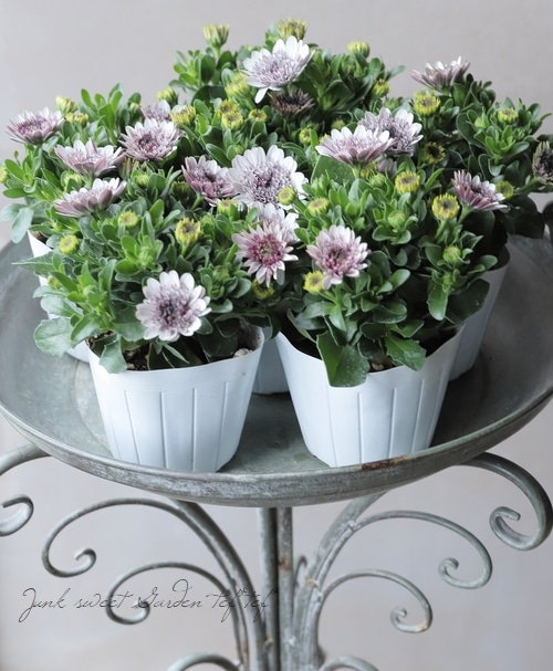 オステオトーム 八重咲きオステオスペルマム『ダブルホワイト』 | すべての商品