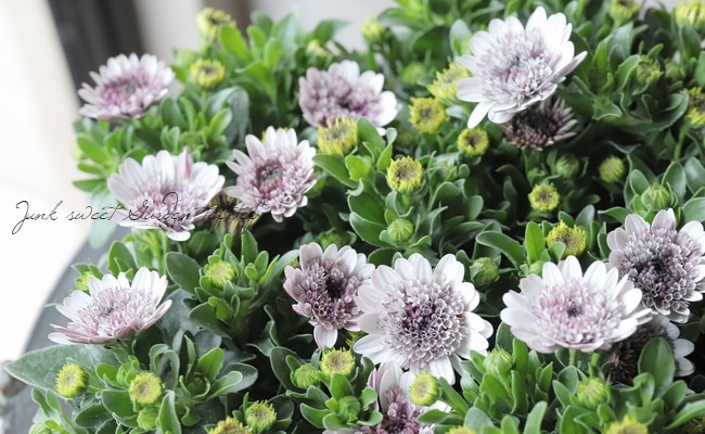 八重咲きオステオスペルマム『ダブルホワイト』 | すべての商品