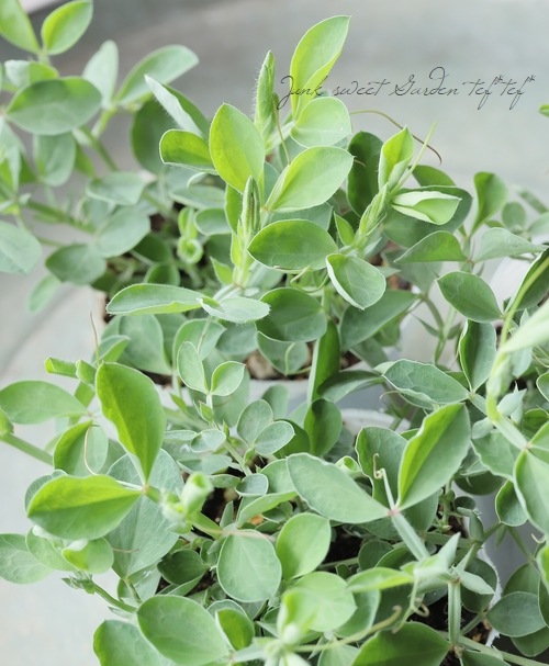 �������ȥԡ� �إޥĥ��ʡ� 