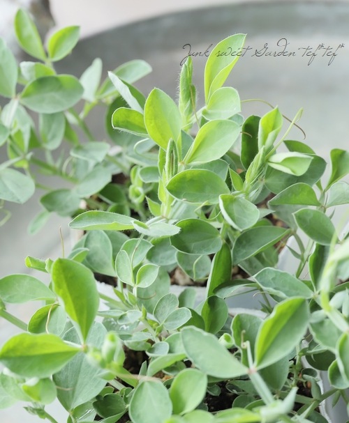 �������ȥԡ� �إޥĥ��ʡ� 