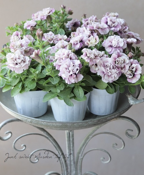 �ڲ����¤��󥪥ꥸ�ʥ�� Ȭ�ź餭�ڥ���˥����ۥ��åץޥ����� �إ��졼�ץѥե���