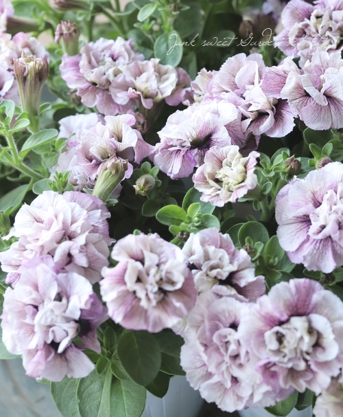 �ڲ����¤��󥪥ꥸ�ʥ�� Ȭ�ź餭�ڥ���˥����ۥ��åץޥ����� �إ��졼�ץѥե���