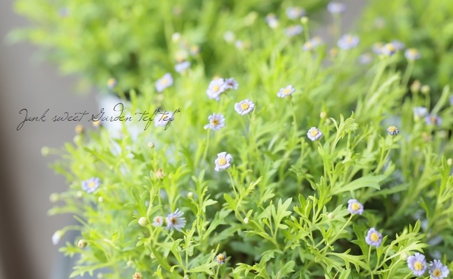 �֥饭���ࡡ�إ�����ɥޥåȡ�