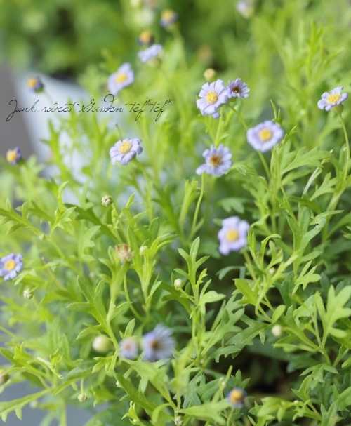 �֥饭���ࡡ�إ�����ɥޥåȡ�