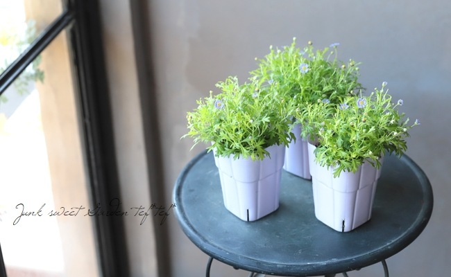 �֥饭���ࡡ�إ�����ɥޥåȡ�