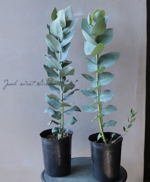 �桼���� �إޥ�������ѡ�